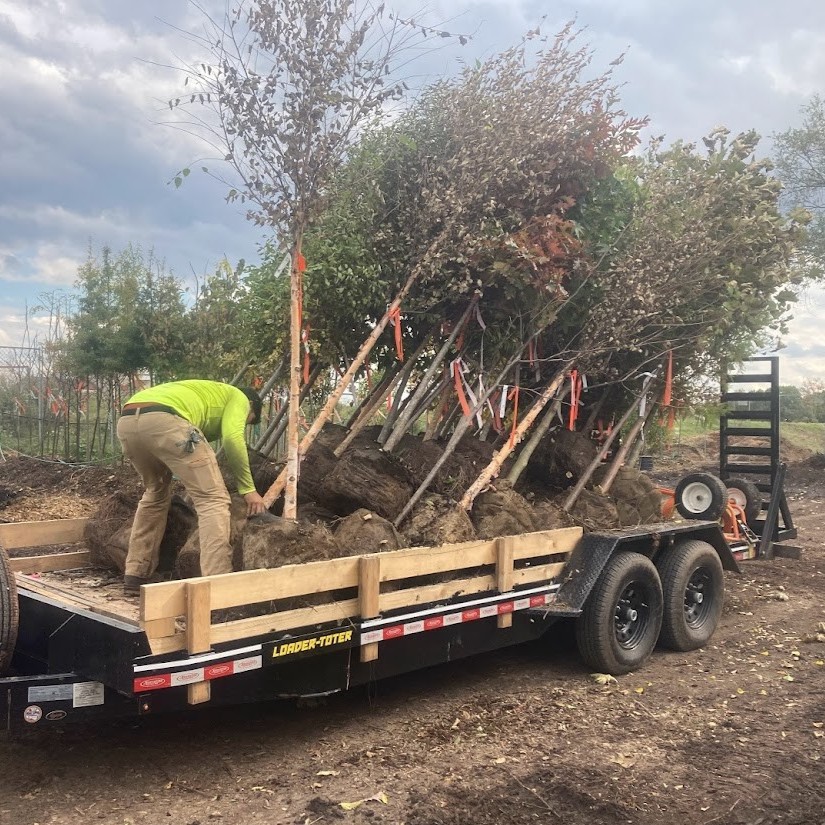 Trees on a trailer